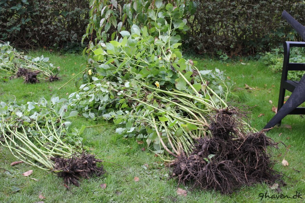 Optagning af dahlia