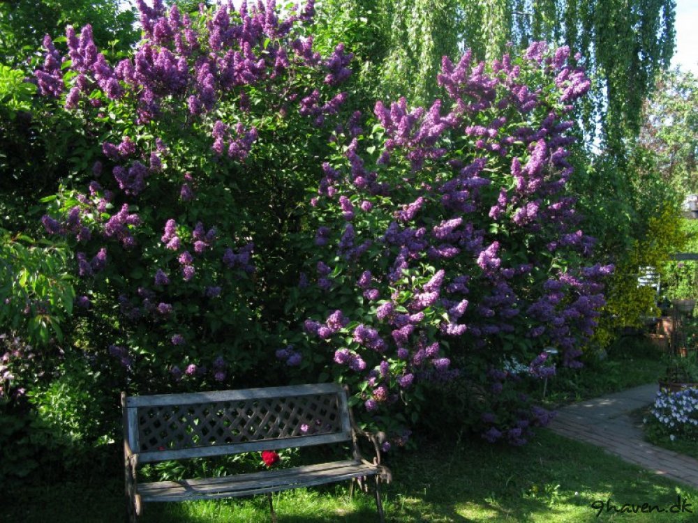 Hjerteblomst archives 9haven en kolonihave blog