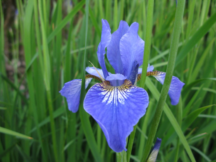 Iris