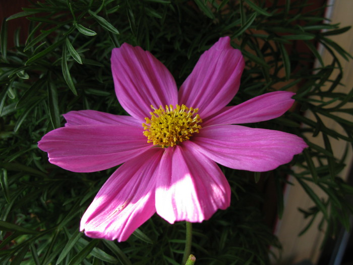 Marguerit