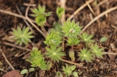 Lupin