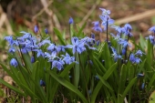 Scilla
