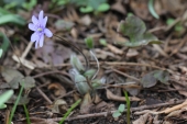 Ungarsk Anemone