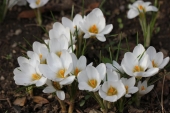 Hvide Krokus