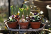 Små Tulipaner og Hornvioler