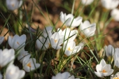 Hvide Krokus