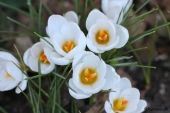 Hvide Krokus