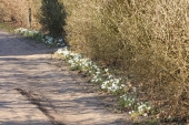 Hvide Krokus på havegang