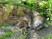 Trunte katten