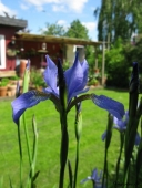Iris