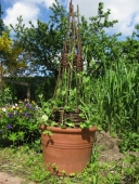 Ærteblomst / Lathyrus