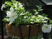 Petunia