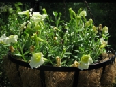 Petunia