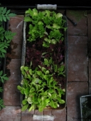Salat