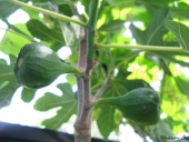Figne
