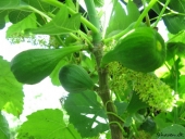 Figne