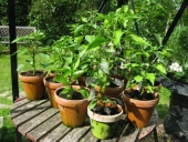 Chili