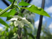 Chili i blomst