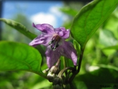 Chili i blomst