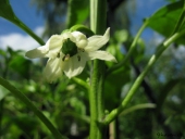 Chili i blomst