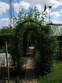 Rosenbue