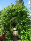 Rosenbue