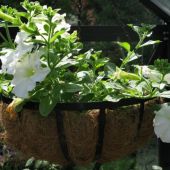 Petunia