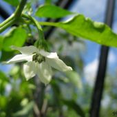 Chili i blomst