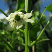 Chili i blomst