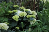 Havehortensia