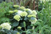 Havehortensia