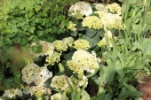 Havehortensia