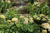 Havehortensia, Akelje og Tulipaner