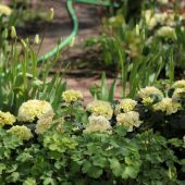 Havehortensia, Akelje og Tulipaner