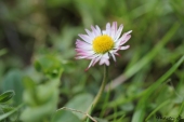 Bellis