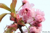 Japansk Kirsebær