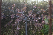Japansk Kirsebær