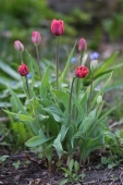 Tulipaner