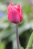 Tulipan