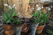 Stedmoder og Tulipaner