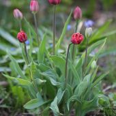 Tulipaner