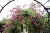 Rose; Debutante