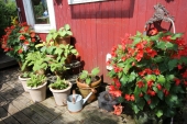 Hosta og Rødeknolde