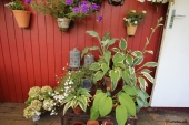 Hosta