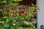 Opstammet rose med knopper