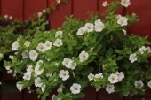 Petunia Million Bells