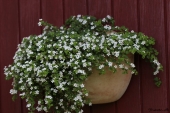 Vægkrukke med Bacopa
