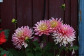 Dahlia