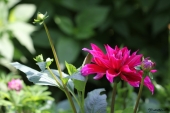 Dahlia