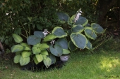 Hosta og vanddam